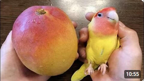 The FUNNIEST Parrots Around the World 🦜 🤣 Best Compilation