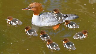 Again, Goosander Hen with 8 Ducklings in the Park Water Channel. Common Mergansers