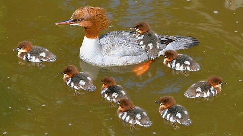Again, Goosander Hen with 8 Ducklings in the Park Water Channel. Common Mergansers