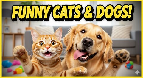 Funny Cats And Dogs Videos
