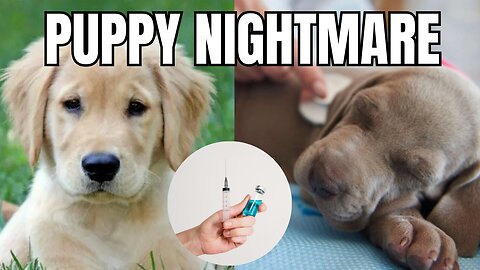 VACCINE MYSTERY: Why Nine Puppies Died After Routine Shots?! Distemper Investigation EXPOSED!