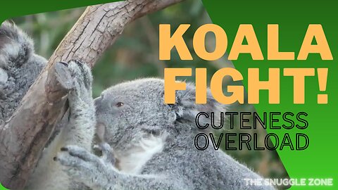 Koala Cuddle Turns into Hilarious Wrestling Match 🐨😂 | Funny Animal Short