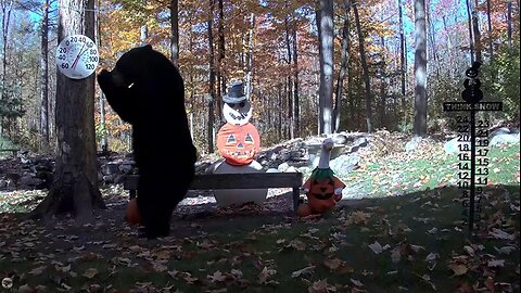 A bear steals takeaway food intended for birds 🐻😆😄😅 - 16.10.2025