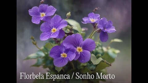 Florbela Espanca / Sonho Morto