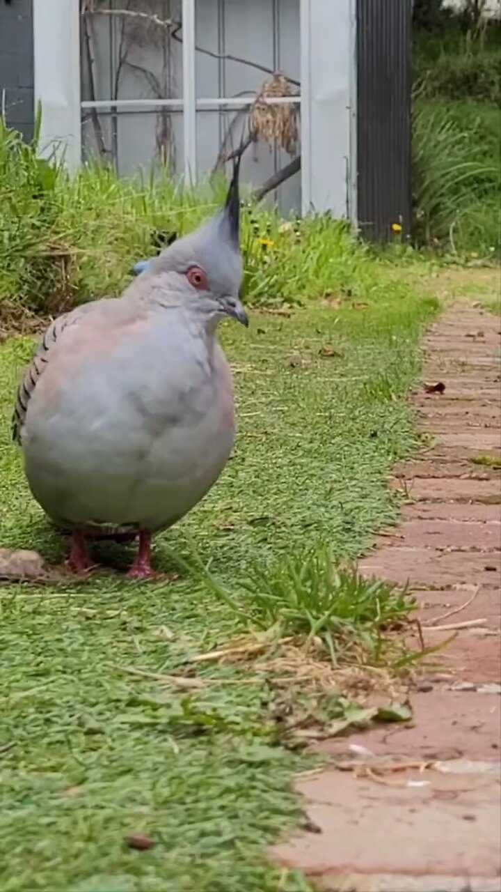 Australian wild life