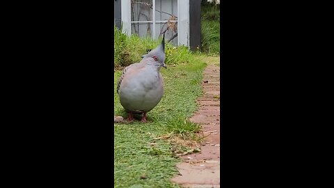 Australian wild life