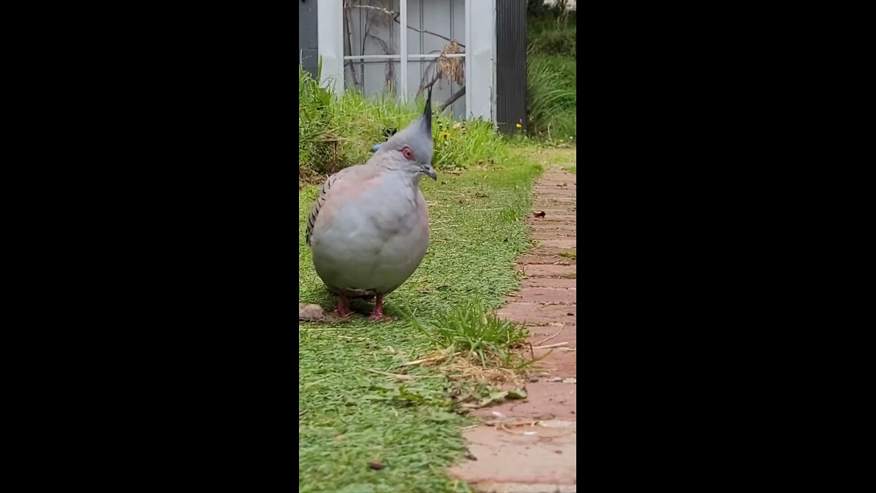 Australian wild life