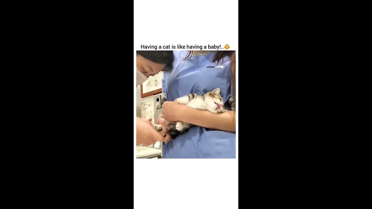 Having a cat it's like having a baby. #cat #funny