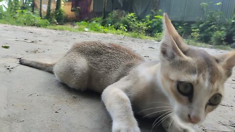 বিড়াল 🐱