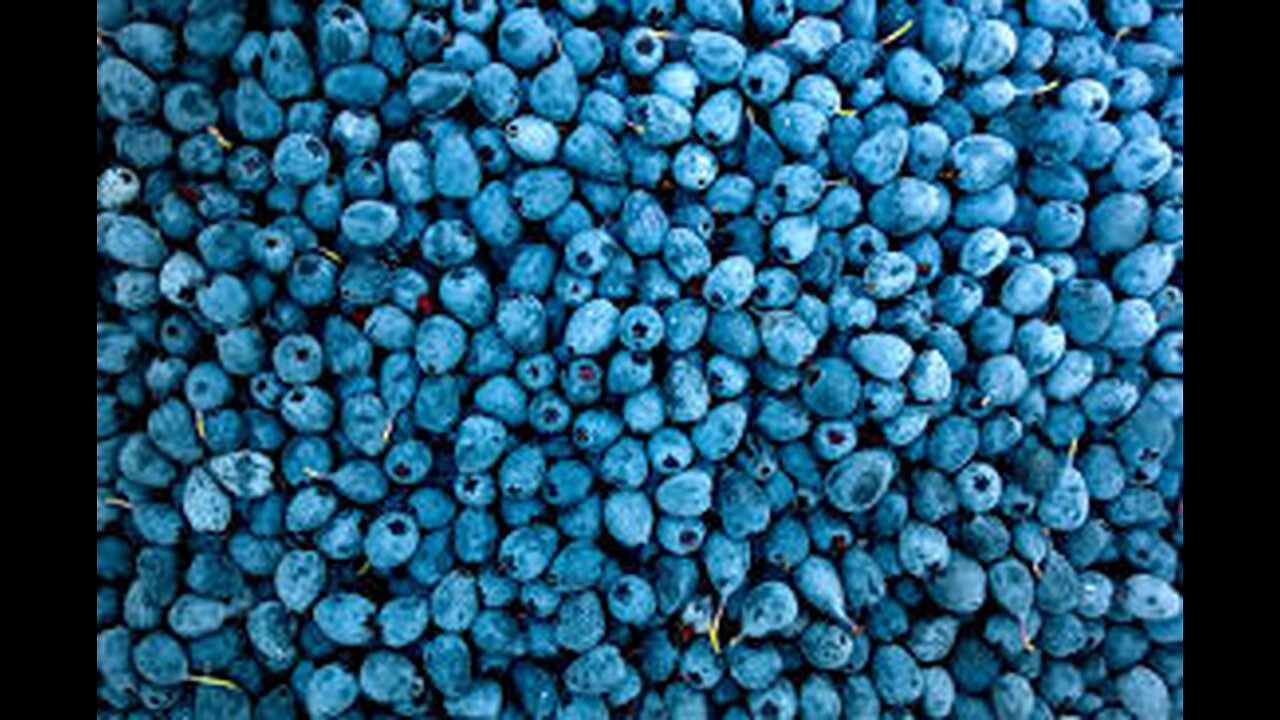 Blueberry