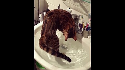 cutie 🥰 cat 😺 playing with water