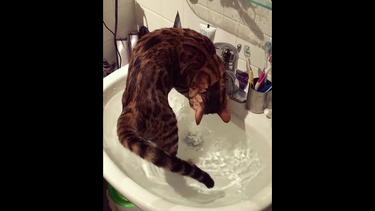 cutie 🥰 cat 😺 playing with water
