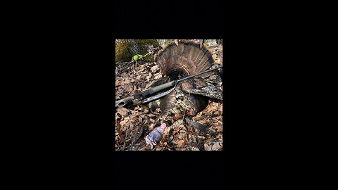 What we do when someone gets their target species. #turkey #turkeyhunting #dadgoals