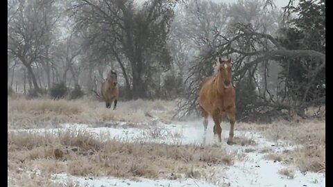Texas Snow 2026 - Ice On The Horses - Morning Feeding
