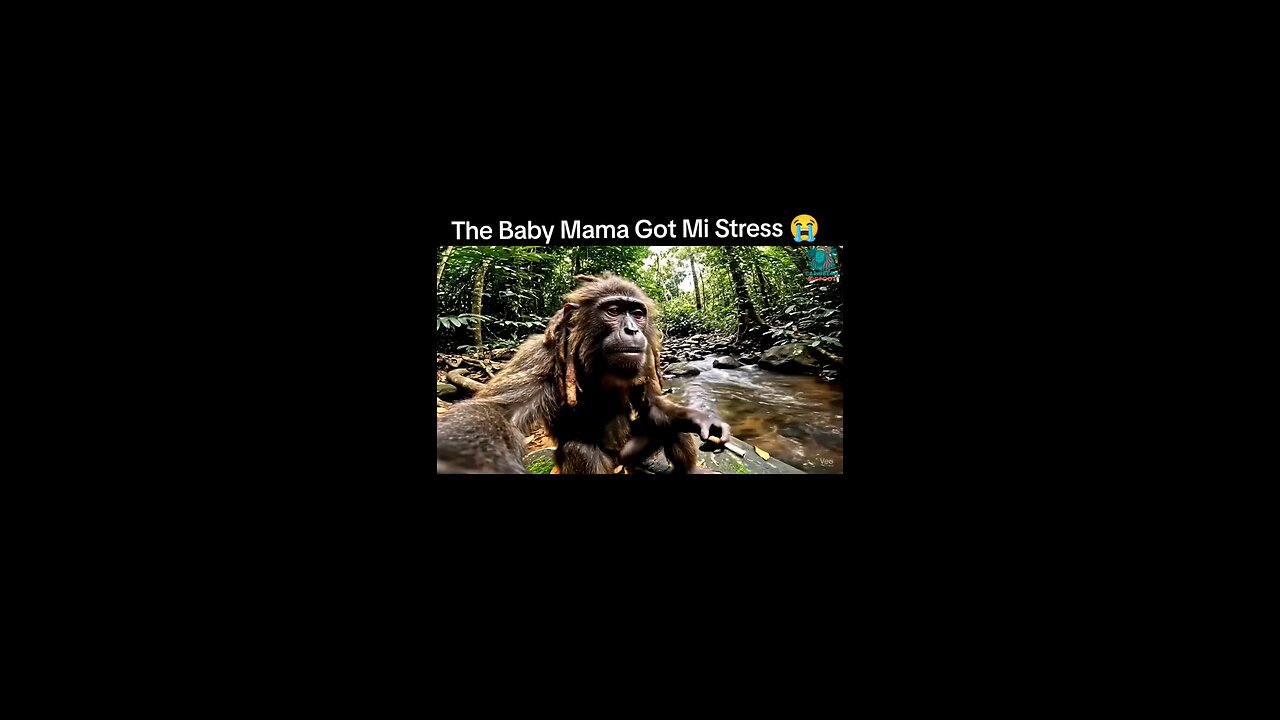 Rasta Monkey World