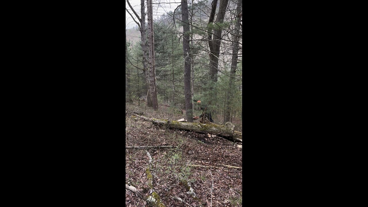John pushes over pine tree logging