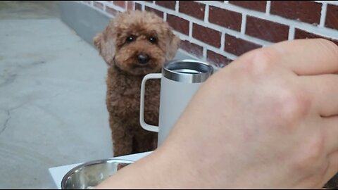 Watching Dad Eat Meat... Like an Angel | 아빠 고기 먹는데 얌전히 기다리는 천사견