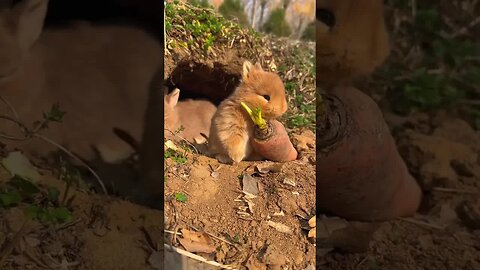 Little rabbit eats carrots and is cute. Rabbit. Little cute little rabbit in the countryside.