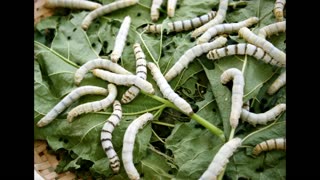 Lord Winter - Silkworm