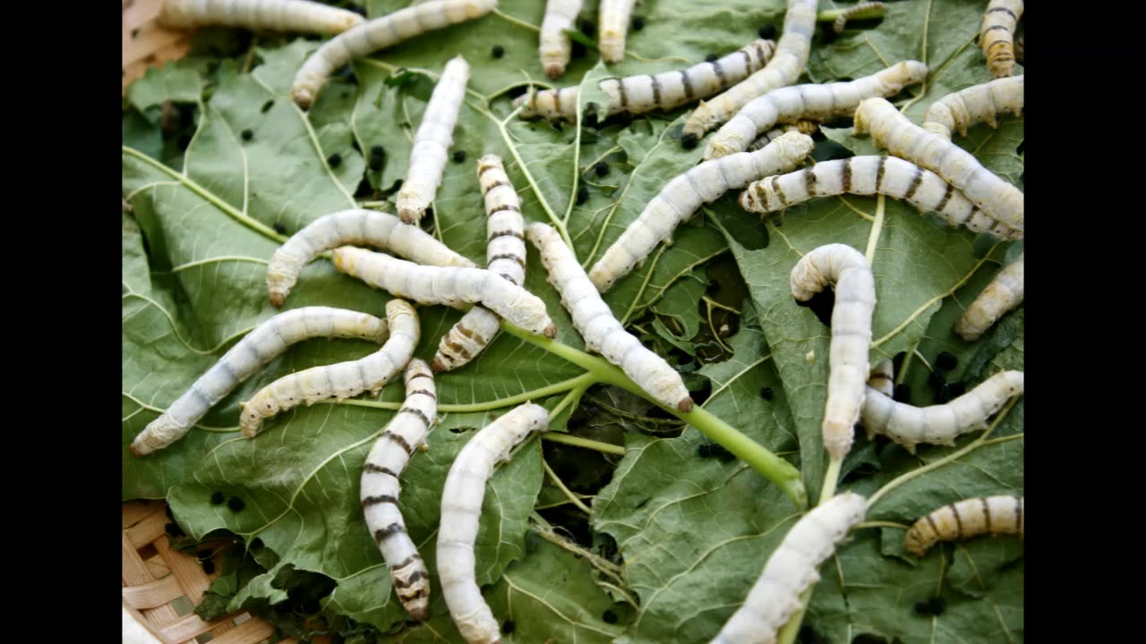 Lord Winter - Silkworm