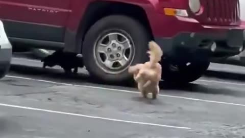 Cat-trophe of Laughs: Epic Funny Video Compilation!