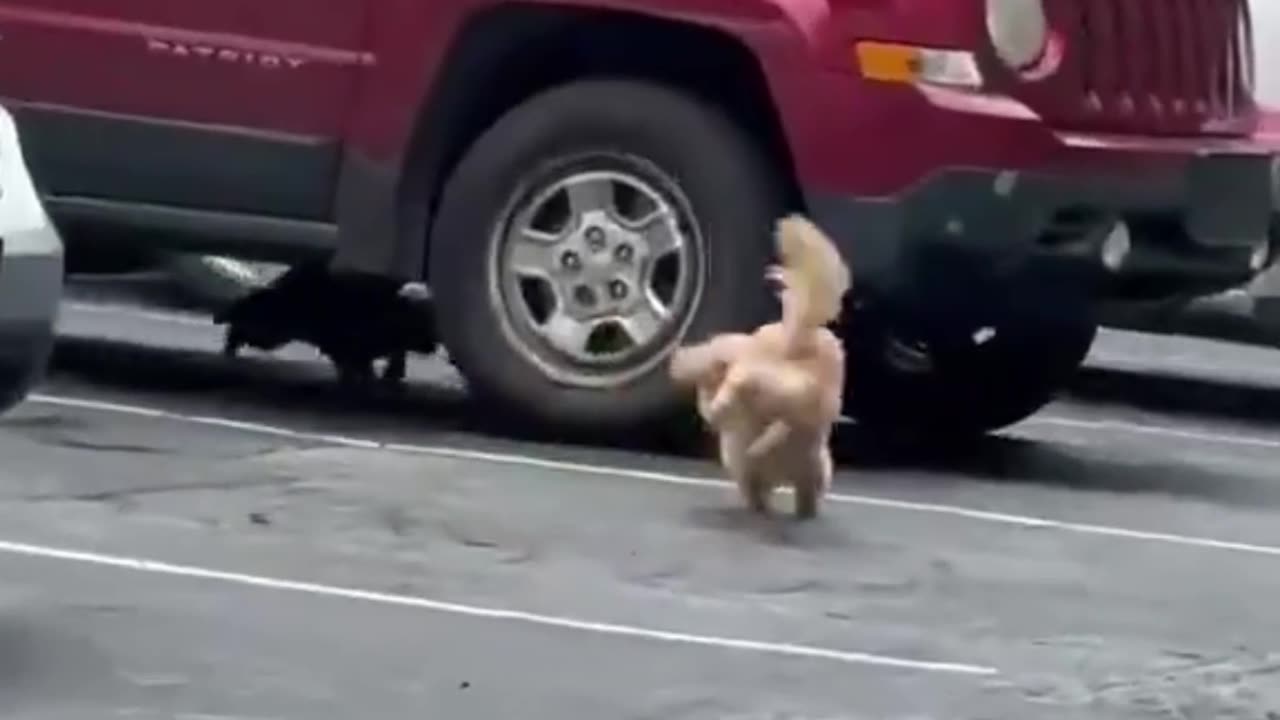 Cat-trophe of Laughs: Epic Funny Video Compilation!