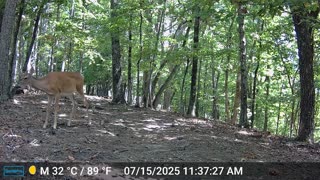 The Woods – 07/16/2025