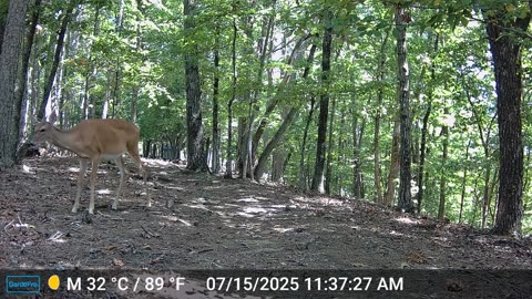 The Woods – 07/16/2025