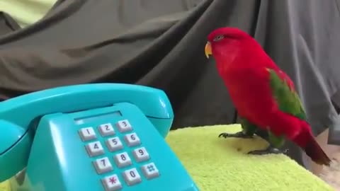 Red Parrot