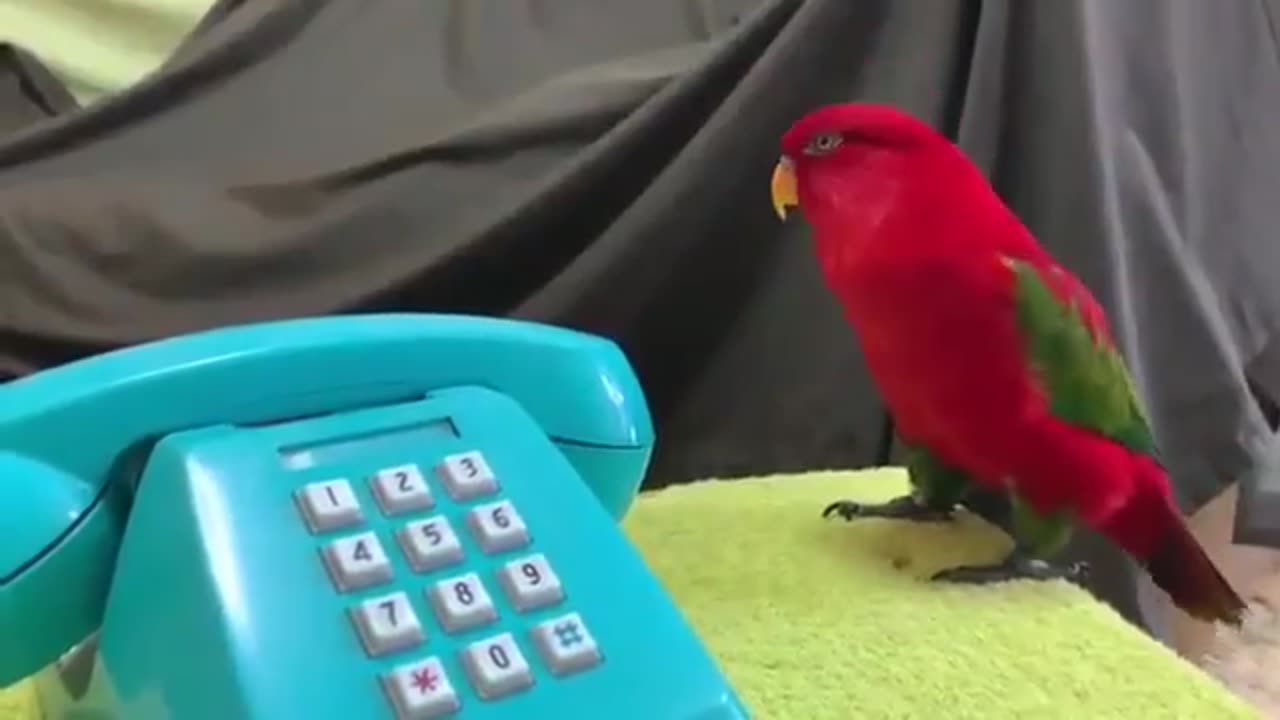 Red Parrot