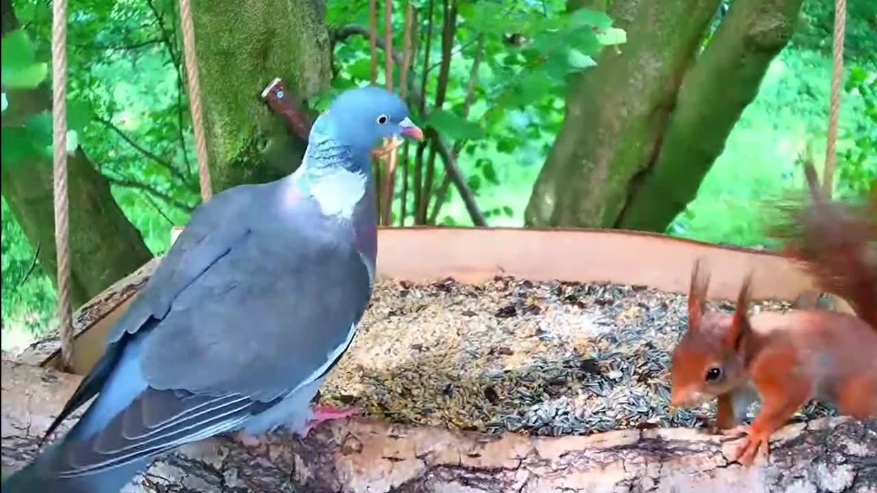 Two young squirrels playing at the bird feeder - who's chasing whom 🐿🐿🏃♂️🏃♀️😅