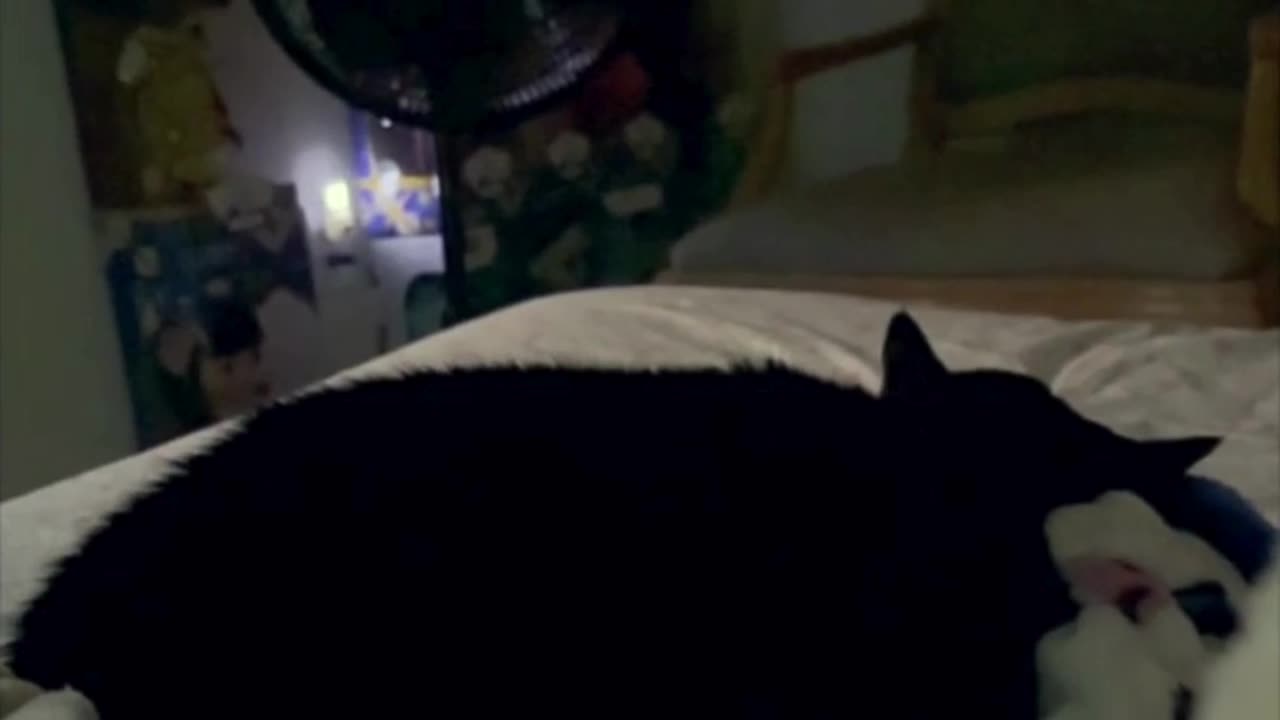 Cute Precious Piper is Sleeping at Night - Adopting a Cat from a Shelter Vlog #shorts