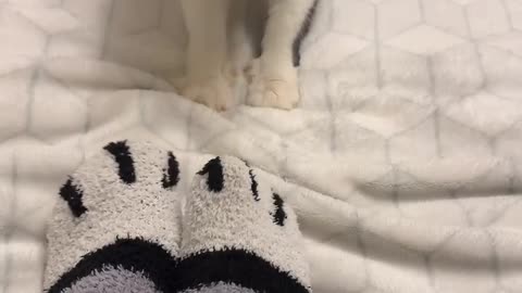 Fake Paws vs. Real Paws