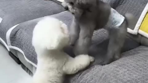 Two Maltese Dogs Arguing – Cutest Fight Ever! 😂😂