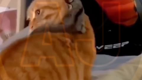 Funny video