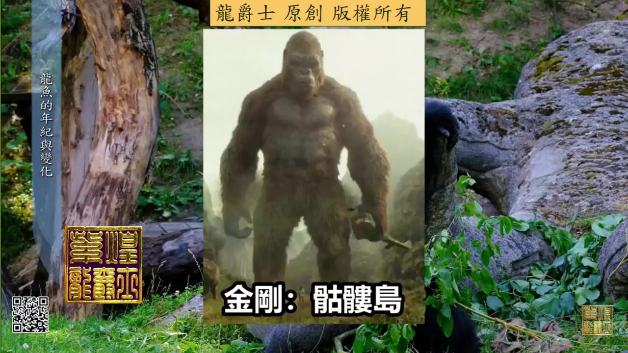 【龍爵士】龍魚百科 龍魚的年紀與變化