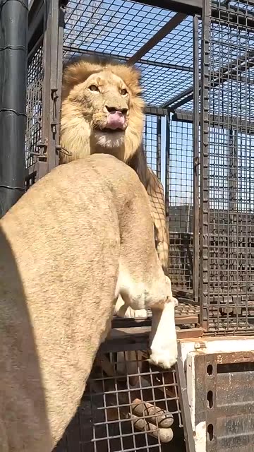 How to Unload LIONS #wildlife #animal #fun