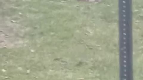 Bunny