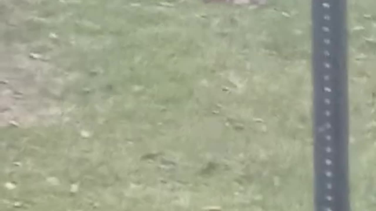 Bunny