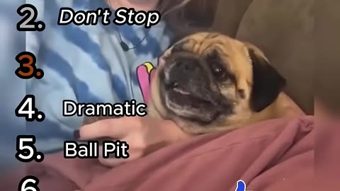 Try Not To Laugh At These Funny Animal Videos🐾