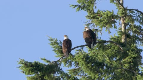 Vocal Bald Eagles