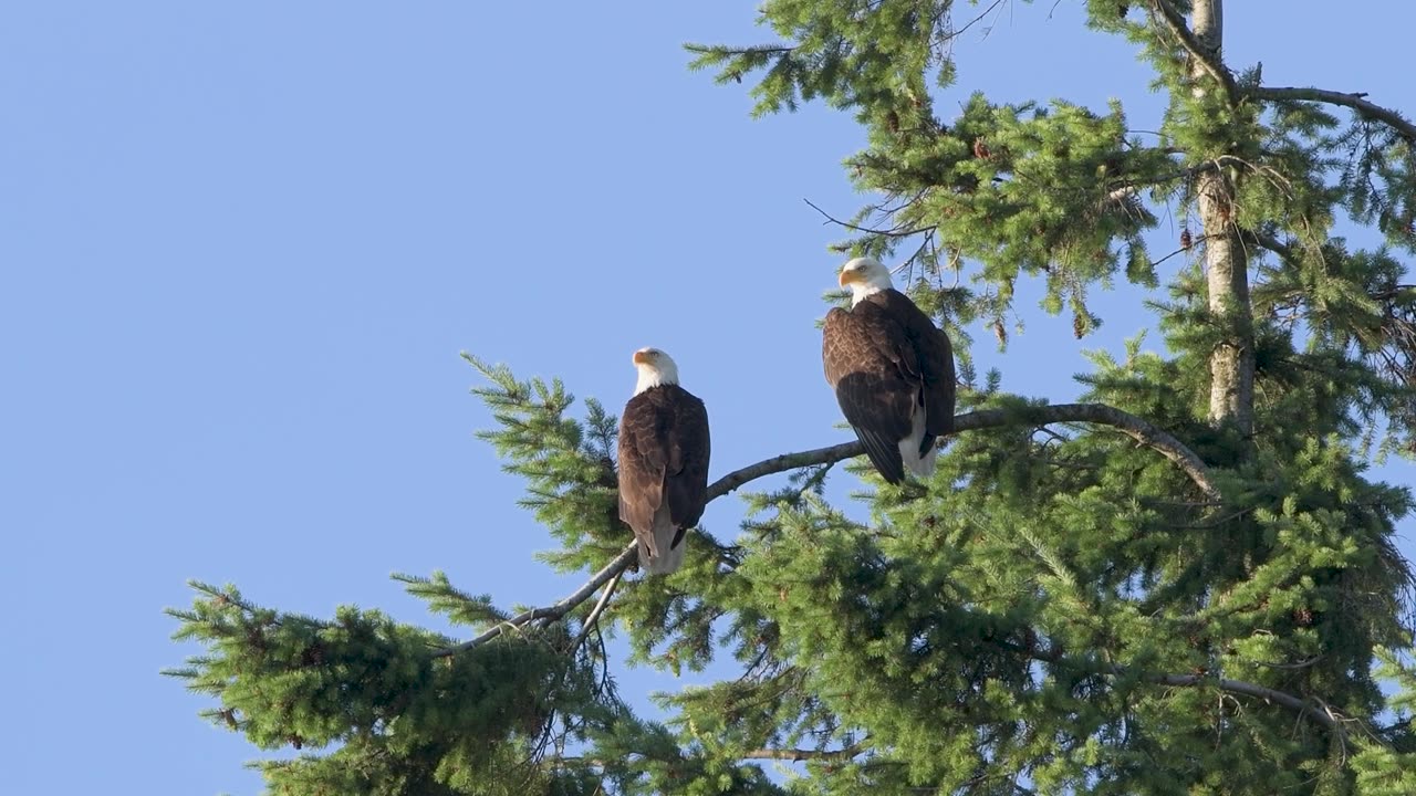Vocal Bald Eagles