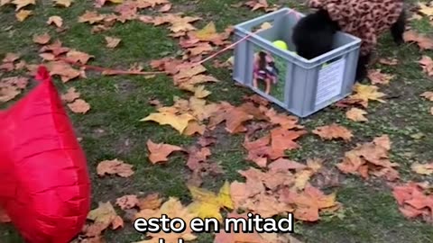 Un gesto precioso para despedir a un perro