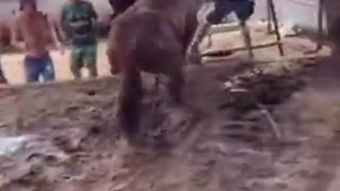 Angry Horse