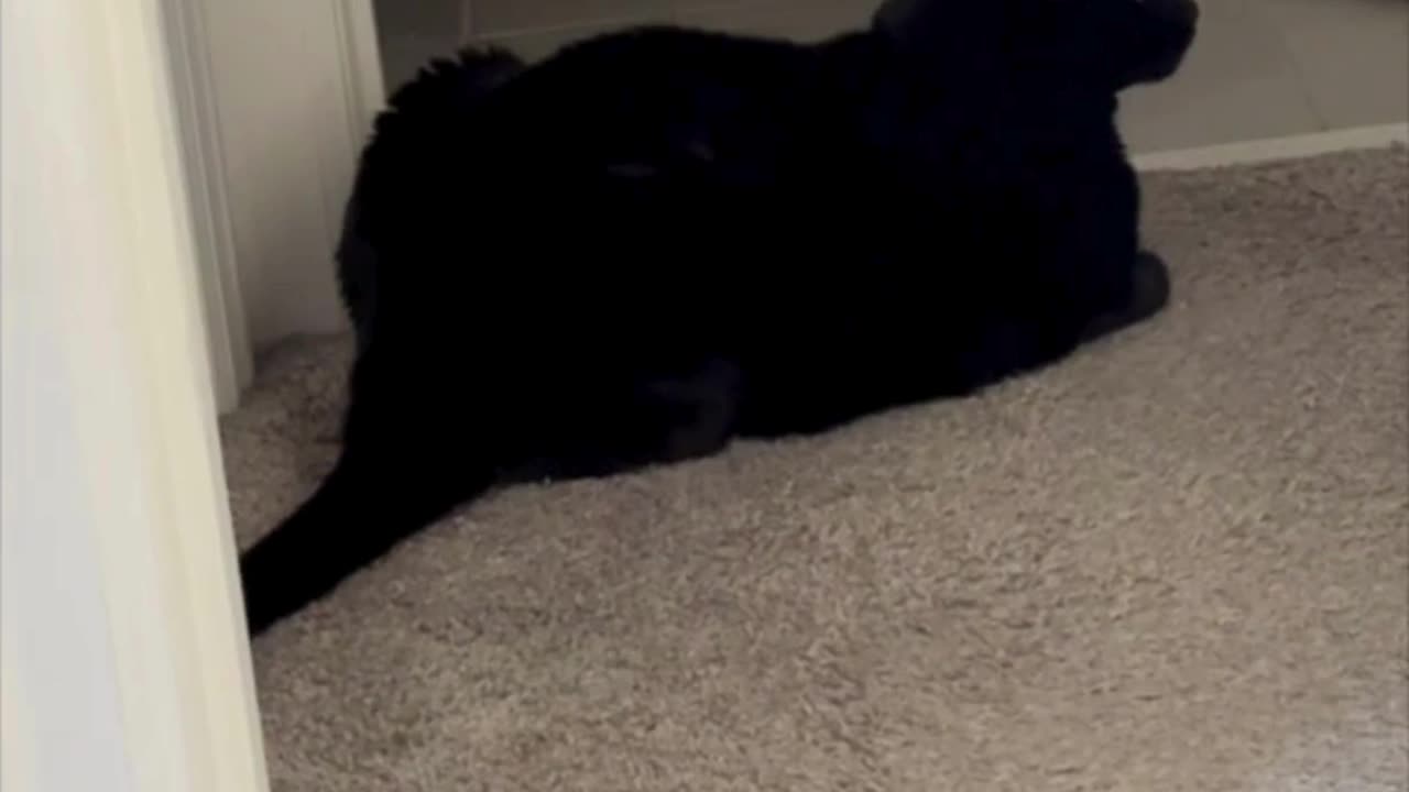 Cute Precious Piper is in Her Favorite Guarding Spot - Adopting a Cat from a Shelter Vlog #shorts