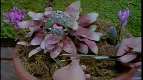 Power Rangers Zeo - Tập 11