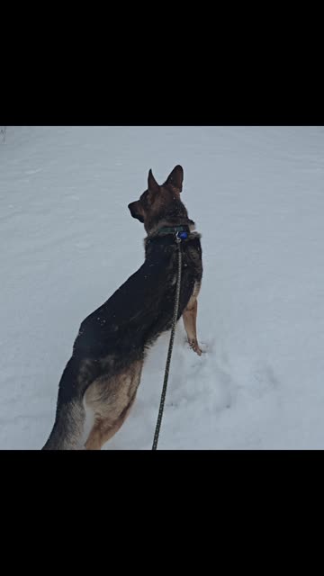 Virgil german shepherd.