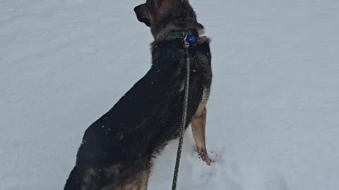 Virgil german shepherd.