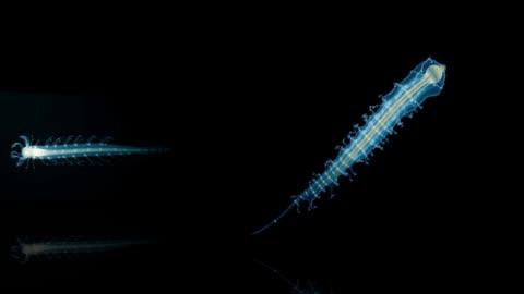 Praya dubia: The Longest Living Predator in the Deep Ocean