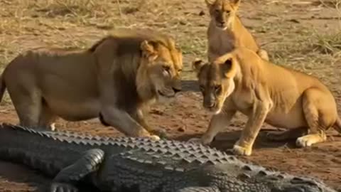 animals